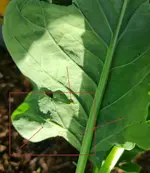 tiere.jpg ‎- Fotos.webp