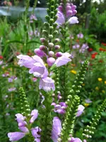 Gelenkblume - Etagenerika.webp