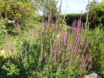 DSC02624.JPG