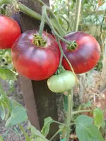 IMG_20220816_152847.webp