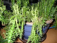 Unbekannte_2.webp