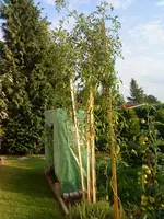 DSC00123.webp