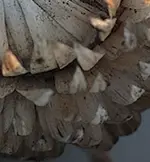 Rätselbild7 .webp
