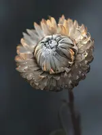 Rätselbild7ganz .webp
