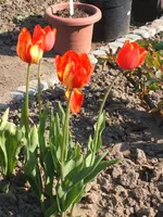 Garten 19.04.09 012.webp