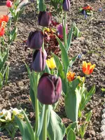 Garten 19.04.09 013.webp