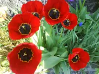 9958.webp