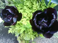 9959.webp