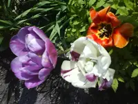 9960.webp