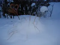 1 Feb 10 V.webp