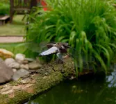 Libelle.webp