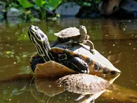 Turtle.webp