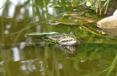 frosch.webp