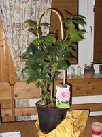 SDC12179.webp