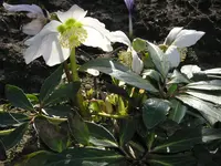 P1018853.webp