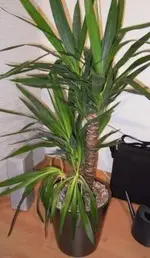 yucca.webp