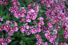 Blume.webp