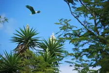 yucca.webp