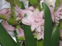 003.webp