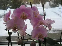 005.webp