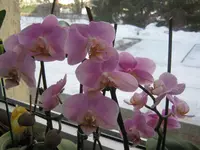 006.webp