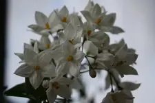 Jasmin.webp
