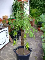DSCF0329.webp