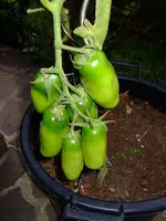 DSCF0330.webp