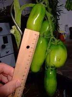 DSCF0332.webp
