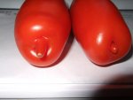 Tomaten Manderl + Weiberl 011 shrinked.jpg