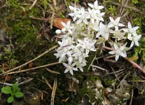 Blume-1.webp