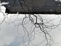 DSC02419.webp