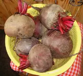 Januar 2010 1089Rote Beete v.webp