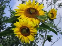 Gelb 3.webp