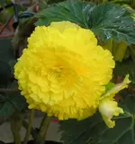 Gelb 5.webp
