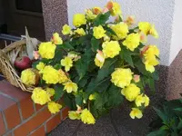 Gelb 6.webp
