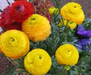 Gelb 12.webp