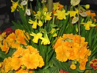 Gelb 13.webp