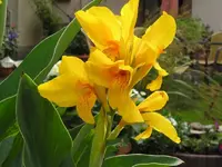 Gelbe Canna.webp