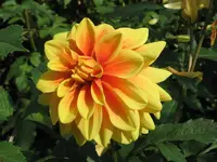 Gelbe Dahlie.webp