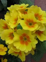 Gelbe Primel.webp