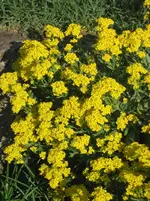 Gelbe Steingartenpflanze.webp