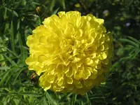 Gelbe Tagetes.webp