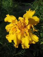 Gelbe Tagetes1.webp