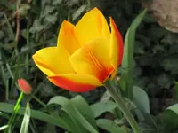 Gelbe Tulpe.webp