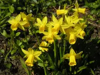 Gelbe Narzissen.webp