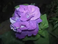 Januar 2010 841 v.webp