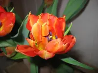 Tulpenstrauß.webp