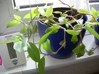 DSCN0303.webp
