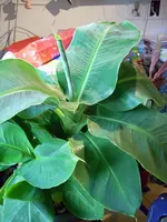 DSCN0305.webp